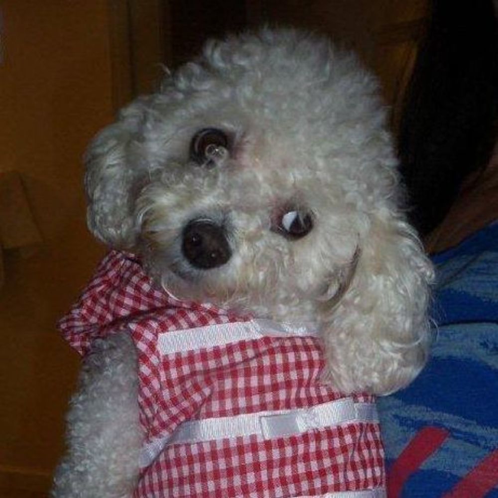 Meet your Posher, Penny